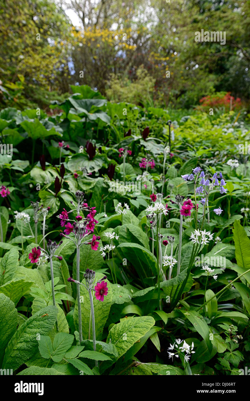 L'Allium ursinum Trillium kurabayashii Primula pulverulenta mélange mixte bois ombragé à l'ombre de l'ombre fleur fleurs couleur printemps Banque D'Images