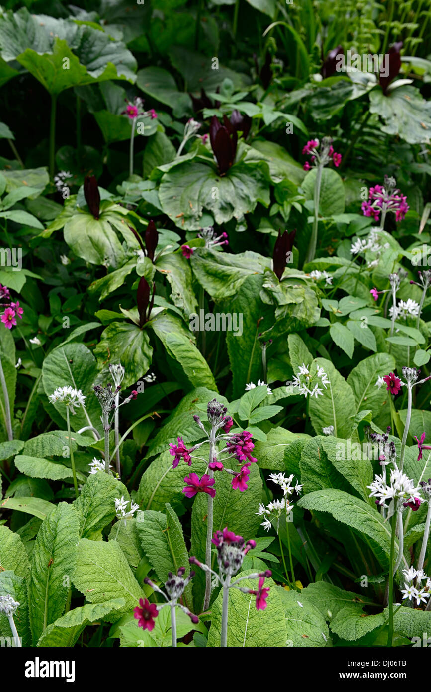 L'Allium ursinum Trillium kurabayashii Primula pulverulenta mélange mixte bois ombragé à l'ombre de l'ombre fleur fleurs couleur printemps Banque D'Images