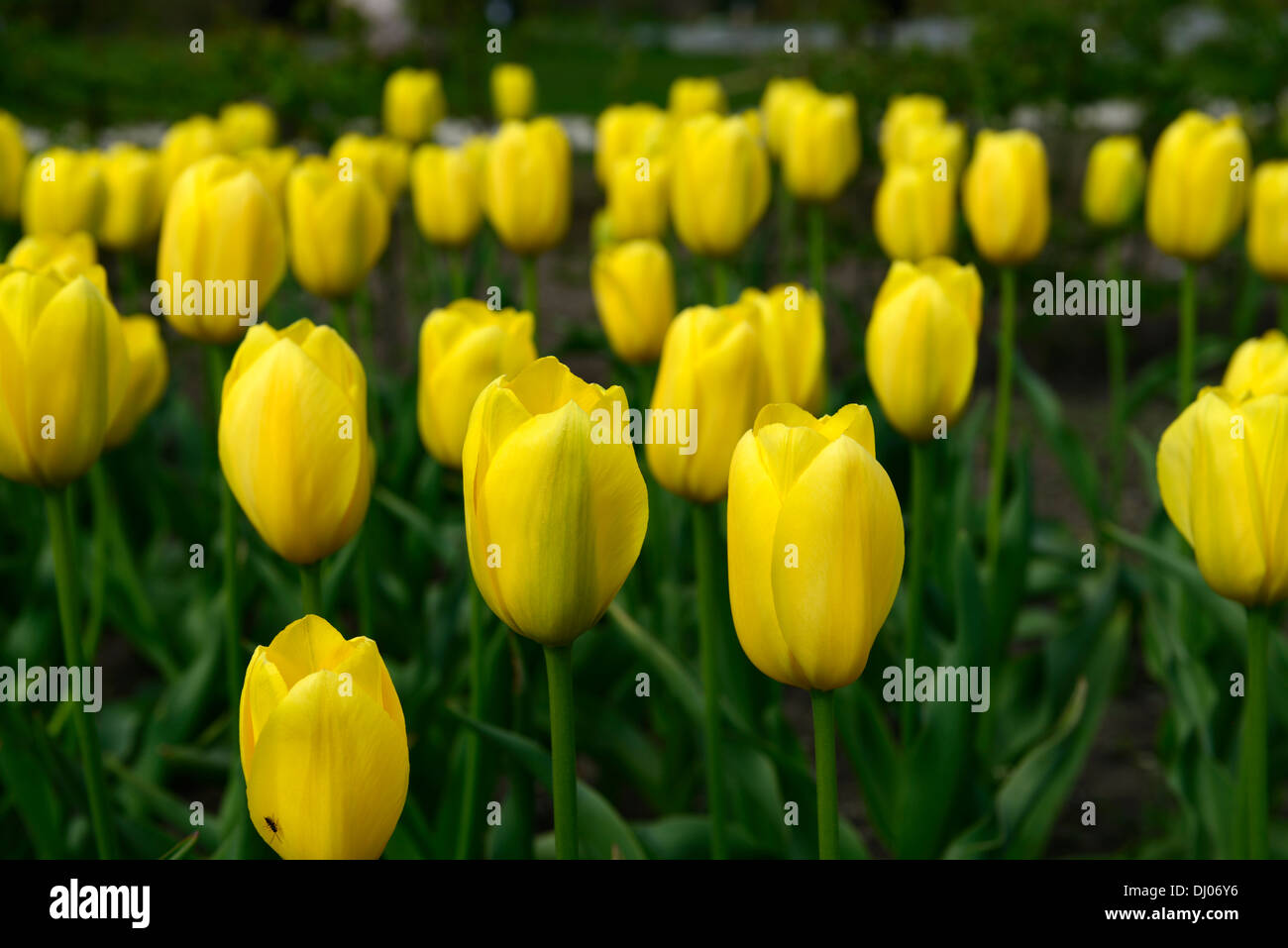 Tulipa grand sourire couleurs fleurs jaune vif au printemps tulipes fleurs Floraison plans rapprochés close-ups Banque D'Images