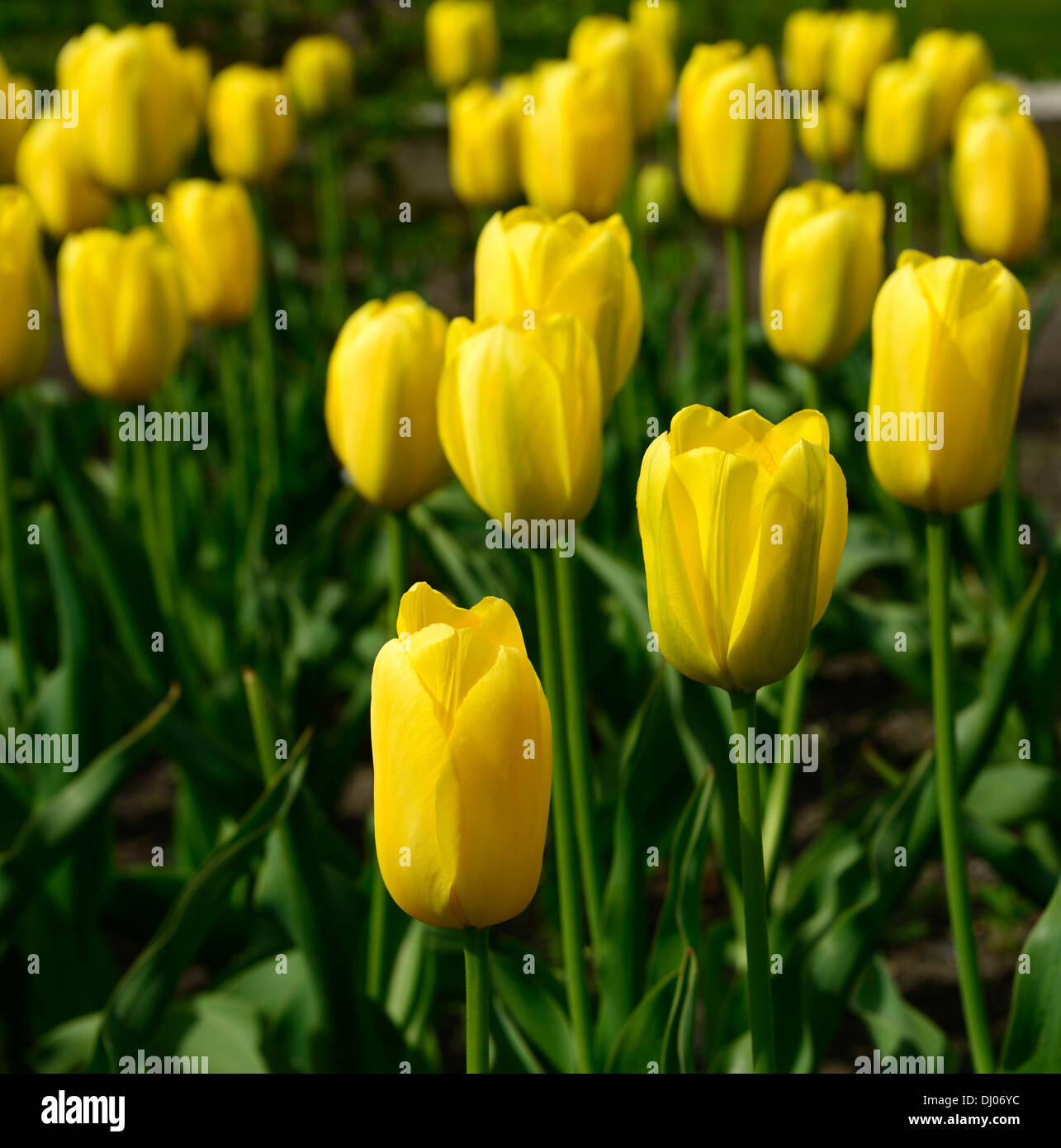 Tulipa grand sourire couleurs fleurs jaune vif au printemps tulipes fleurs Floraison plans rapprochés close-ups Banque D'Images