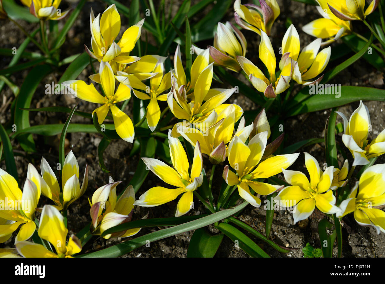 Tulipa tarda Dasystemon espèces de tulipes de couleur crème de citron jaune couleur couleur couleur fleur fleurs bouquet - nain formant Banque D'Images