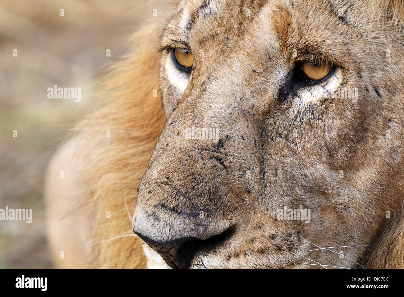 visage de Lions Banque D'Images
