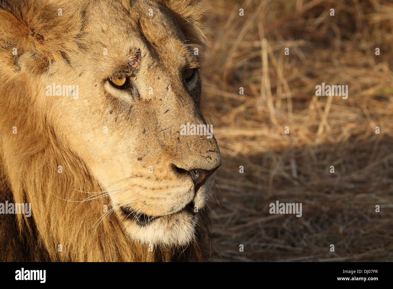 visage de Lions Banque D'Images