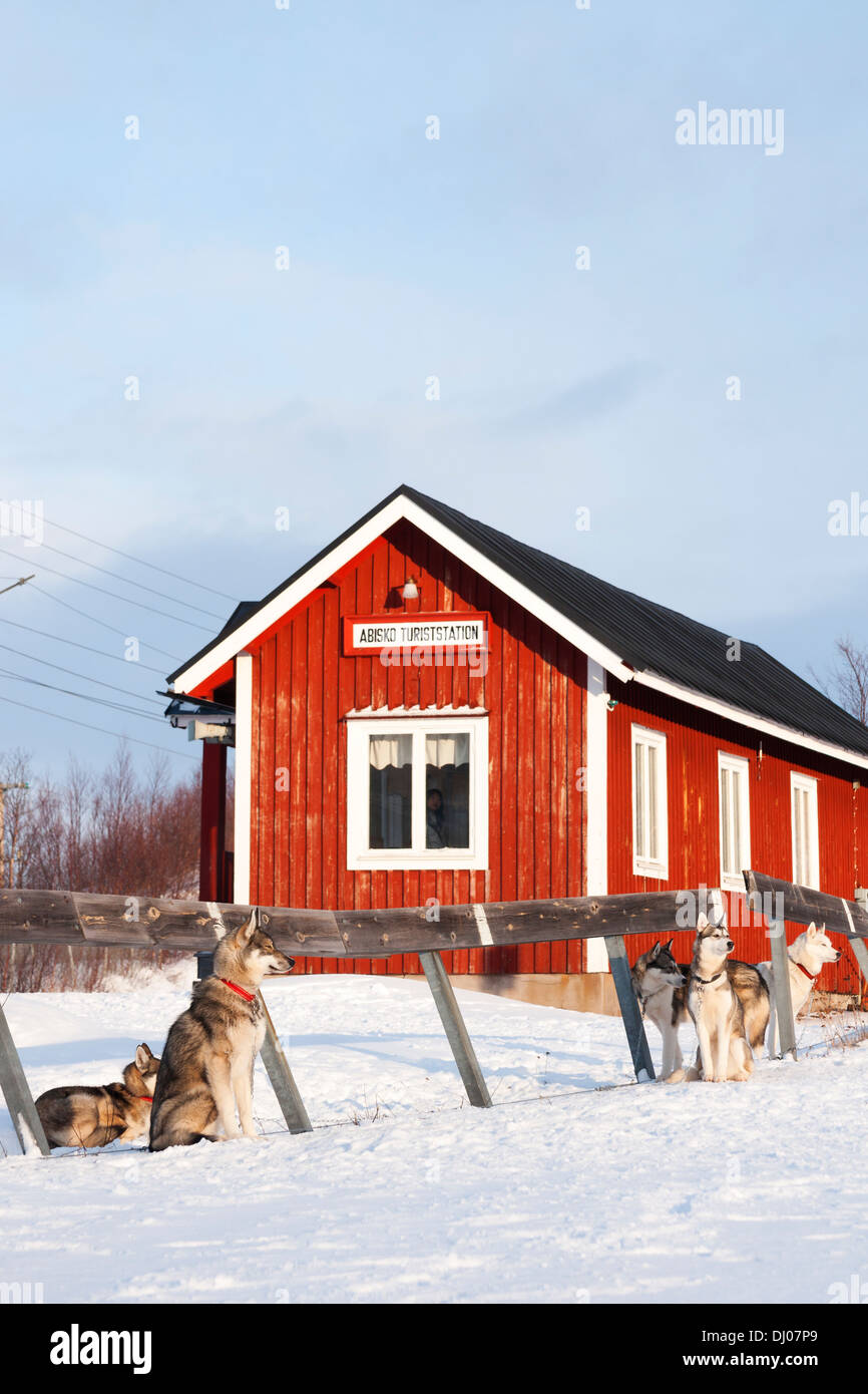 Abisko gare avec chiens de traineaux arctique en Suède Banque D'Images