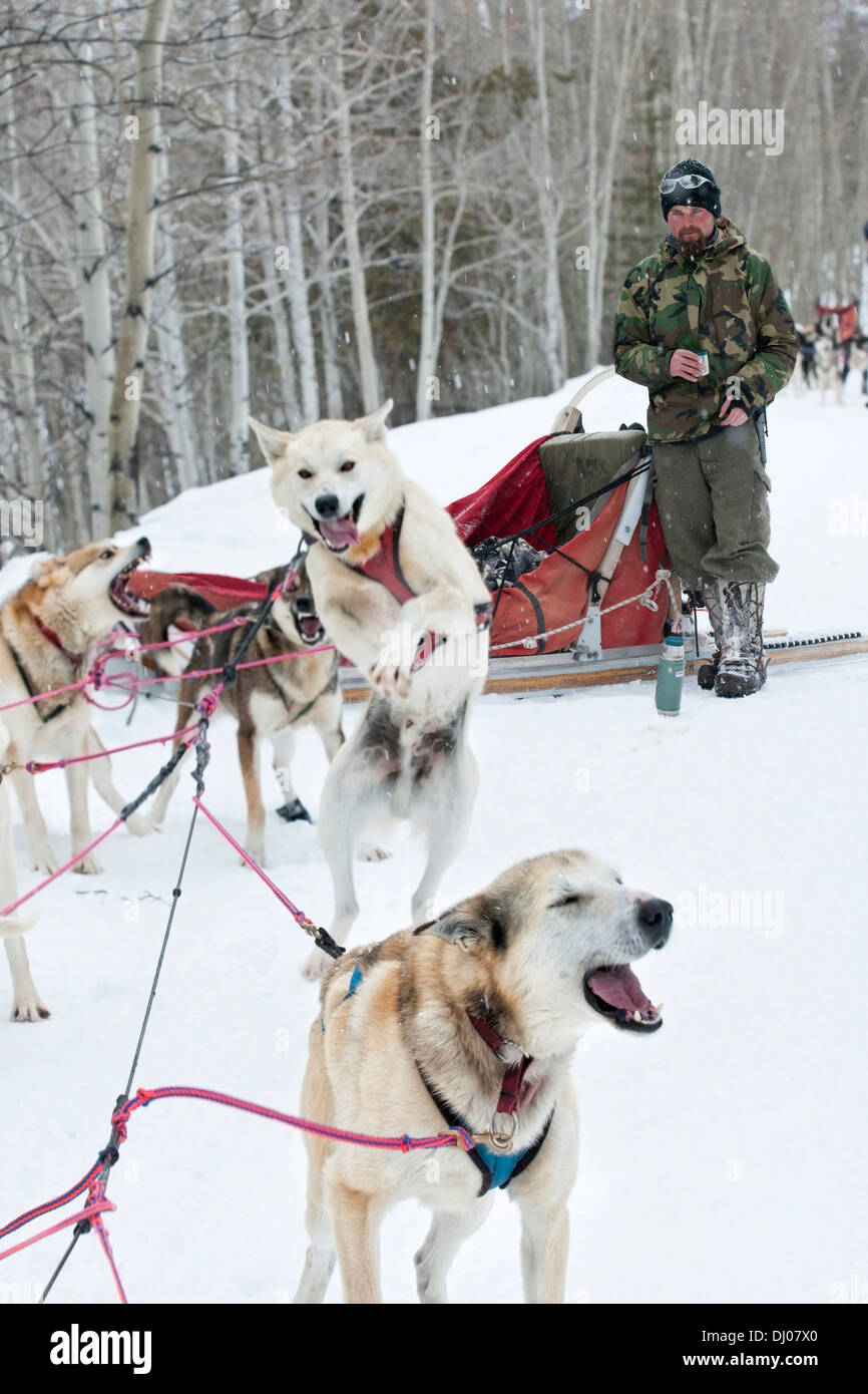 Musher en prenant une pause-café à côté de son traîneau d'hiver tandis que les chiens aboient et sauter, Petit Dividie, Dubois, Wyoming, USA Banque D'Images
