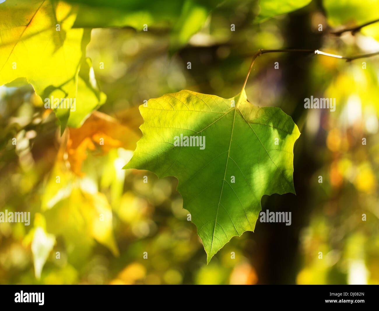 La basse automne chaud soleil brille à travers les feuilles de sycomore Banque D'Images
