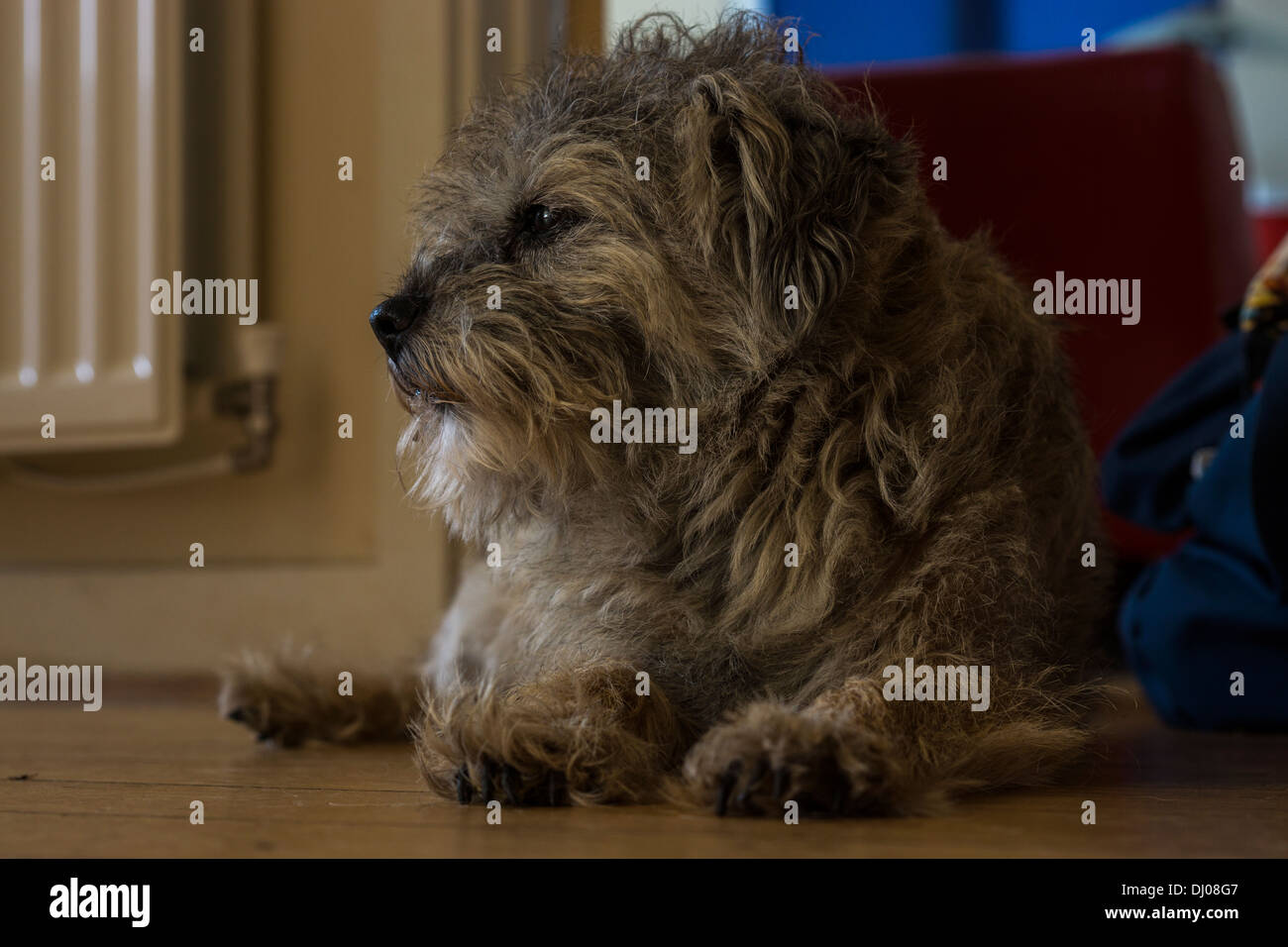 Cheveux Long haired Border terrier dog fixant le bâillement Banque D'Images