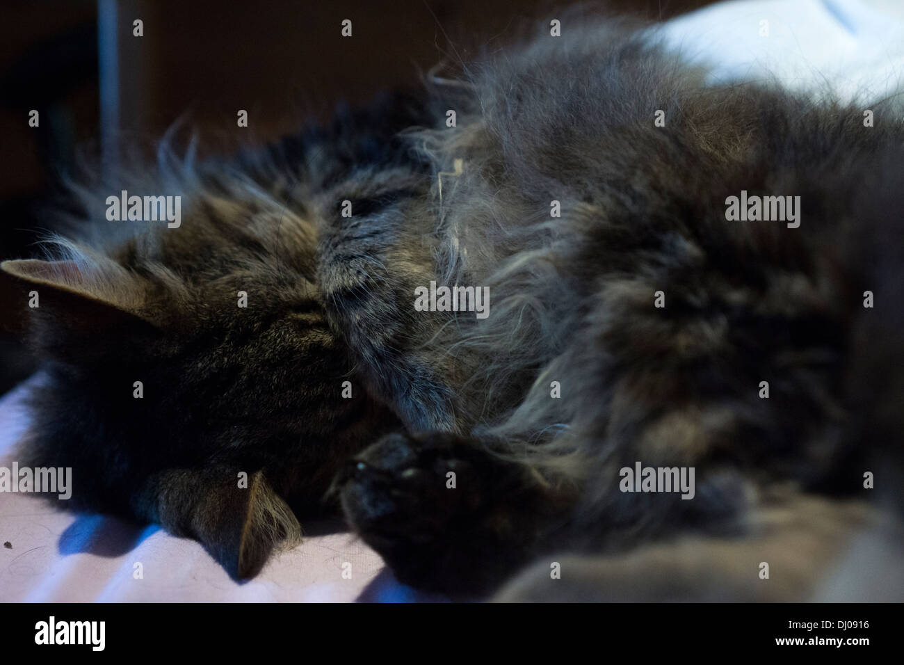 Les poils de chat Chat dormir tête ventre cheveux longs Banque D'Images