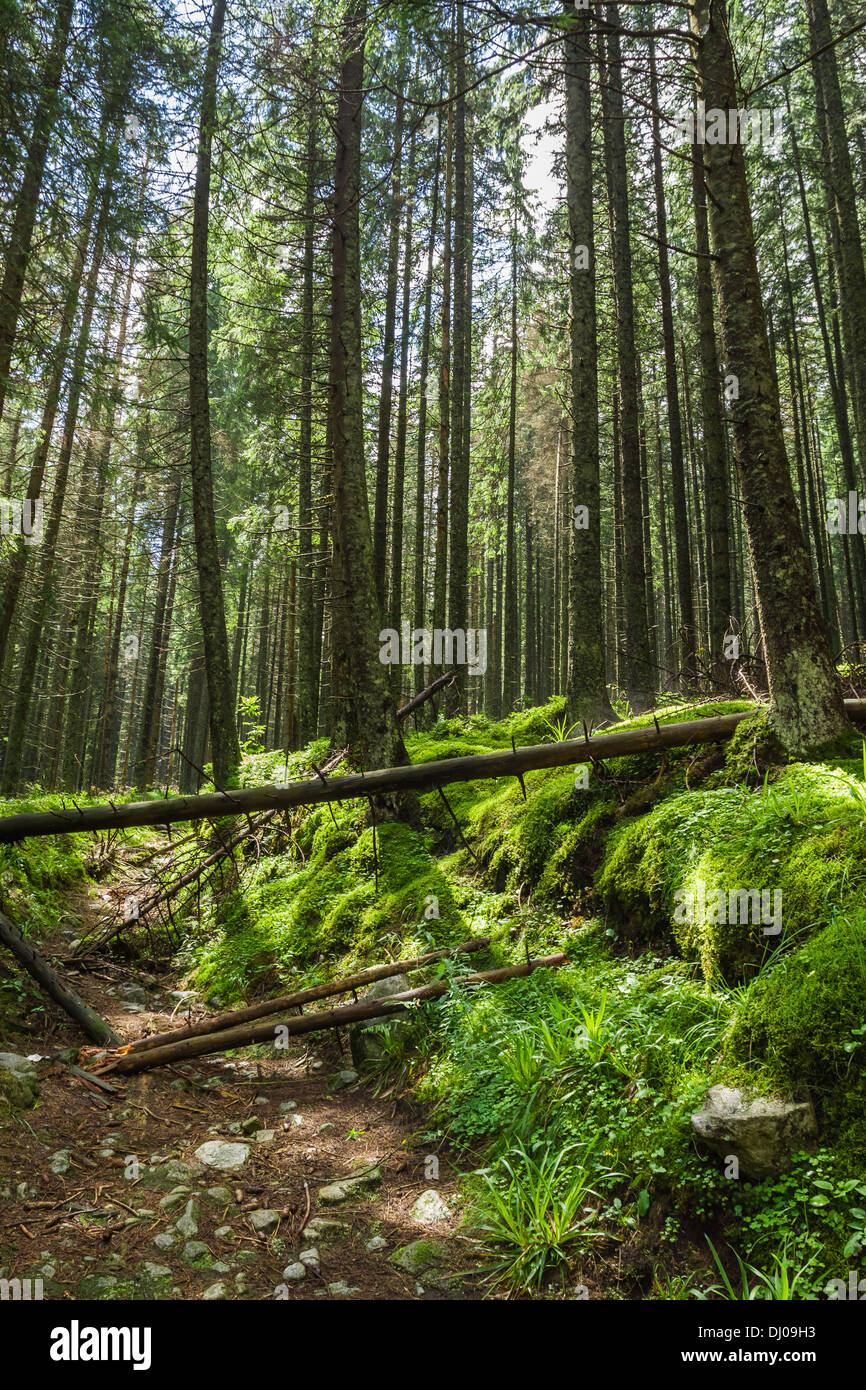 La forêt de montagne à l'aube de l'été Banque D'Images