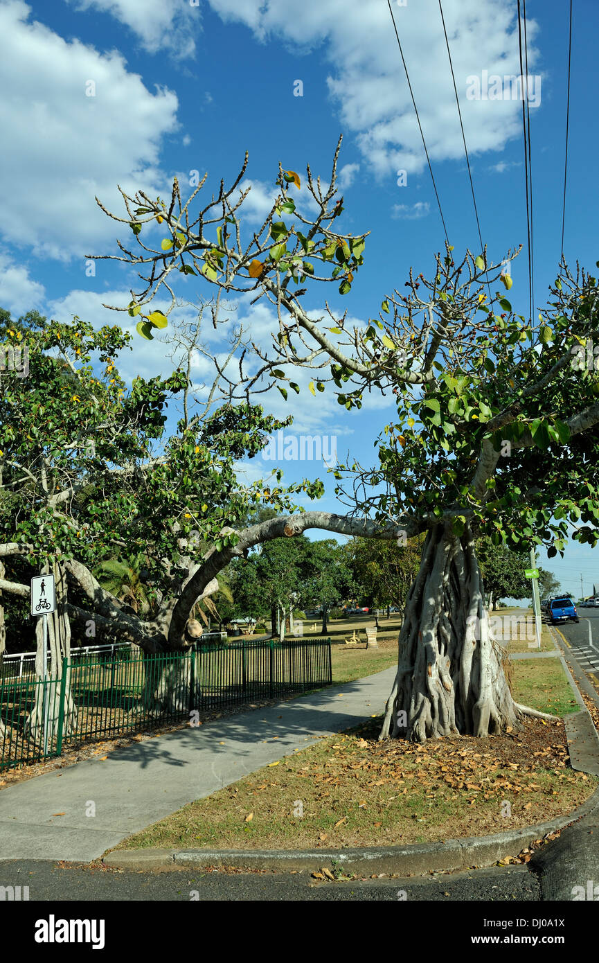 Un Strangler Fig (Ficus watkinsiana) envoie des racines d'une plante hôte, la direction générale de la formation d'un 'nouveau' arbre. Banque D'Images