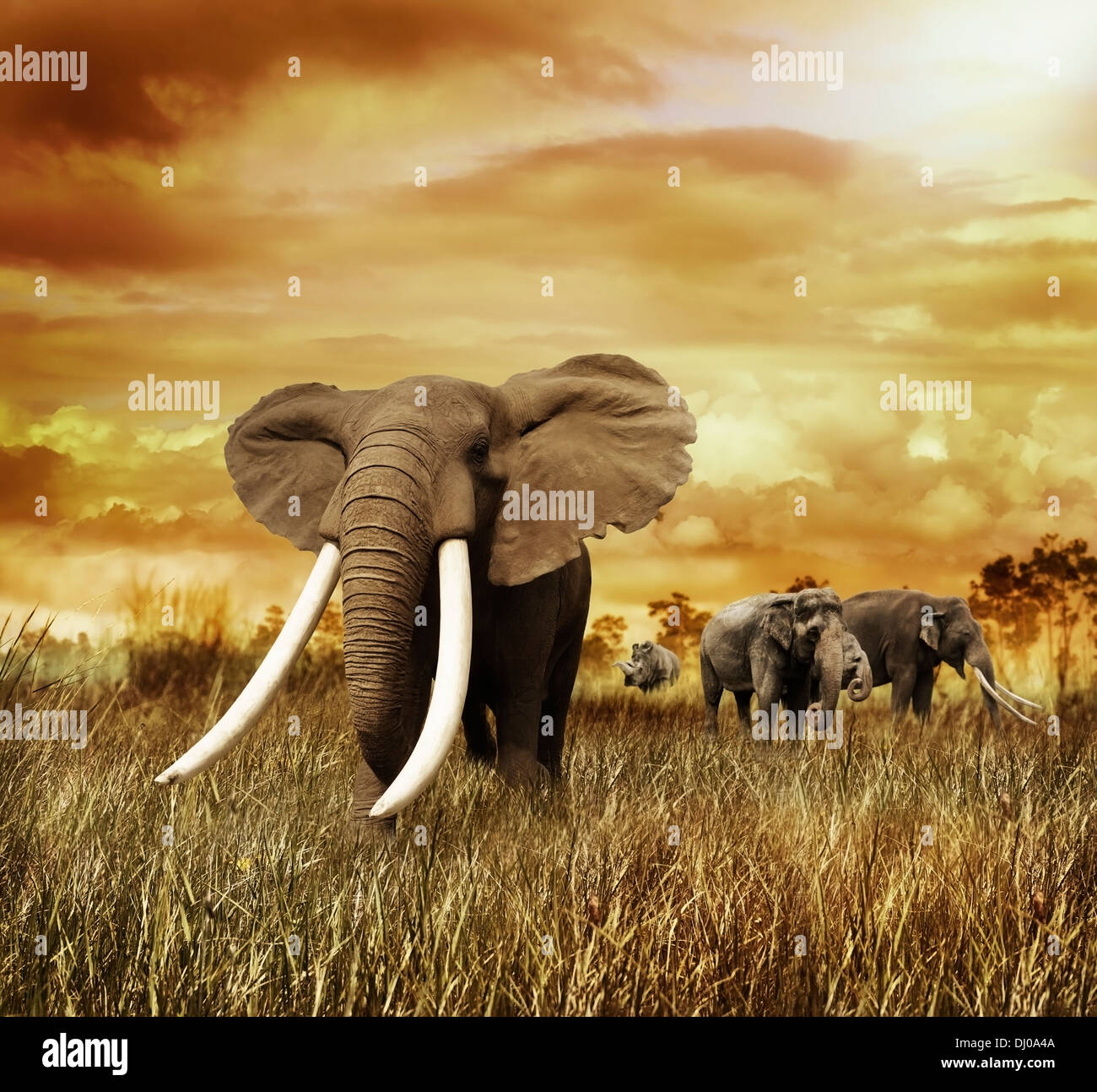 Les éléphants au coucher du soleil ,marcher sur l'herbe Banque D'Images