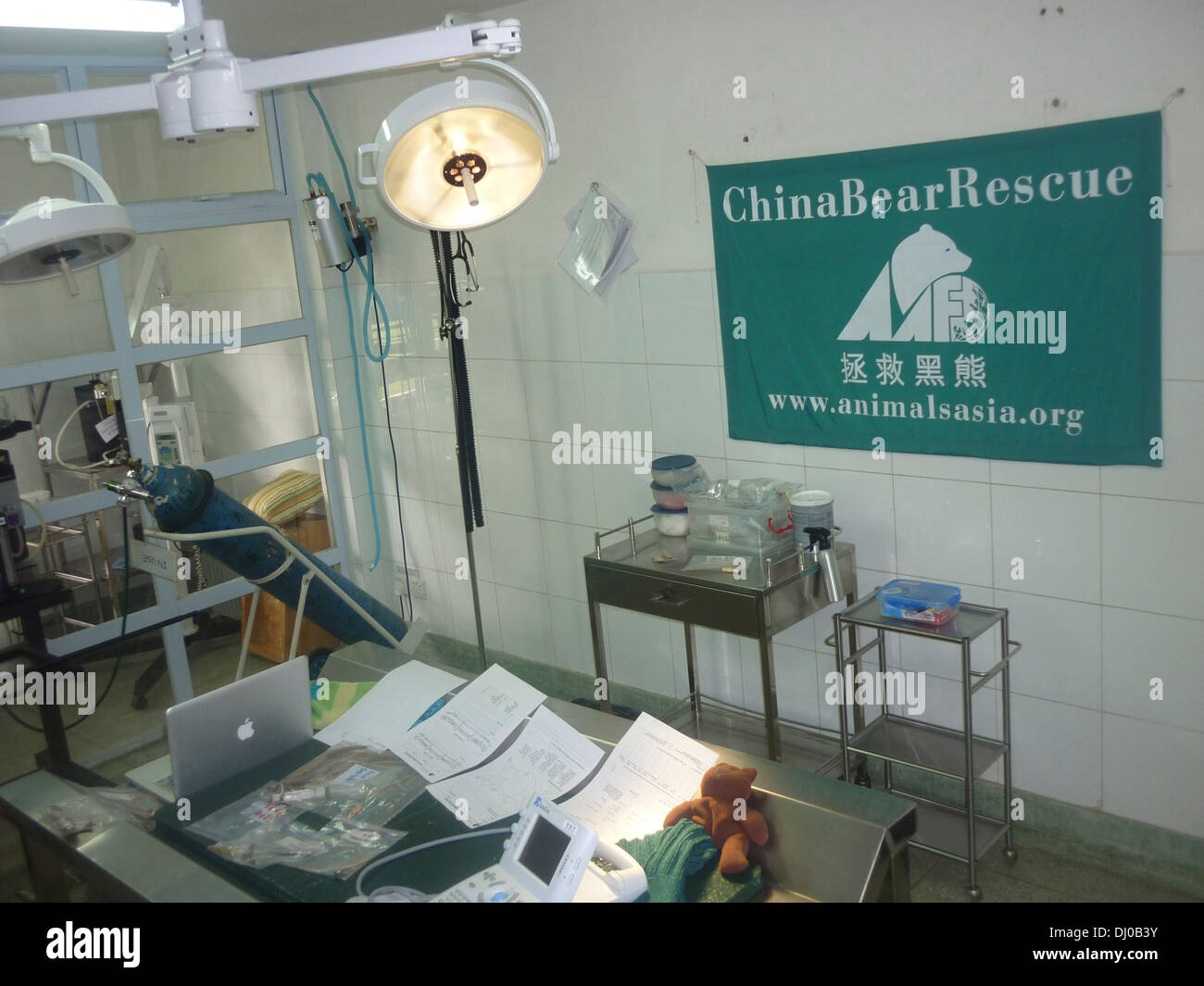 Un veterinarain salle d'opération à la Lune Animals Asia Centre de sauvetage de l'Ours, près de Chengdu, Chine Banque D'Images