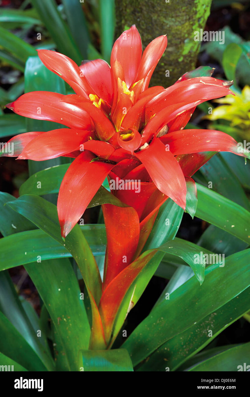 Le Brésil, le Parc National d'Iguaçu : Broméliacées Bromeliaceae (rouge) - Version CMJN Banque D'Images