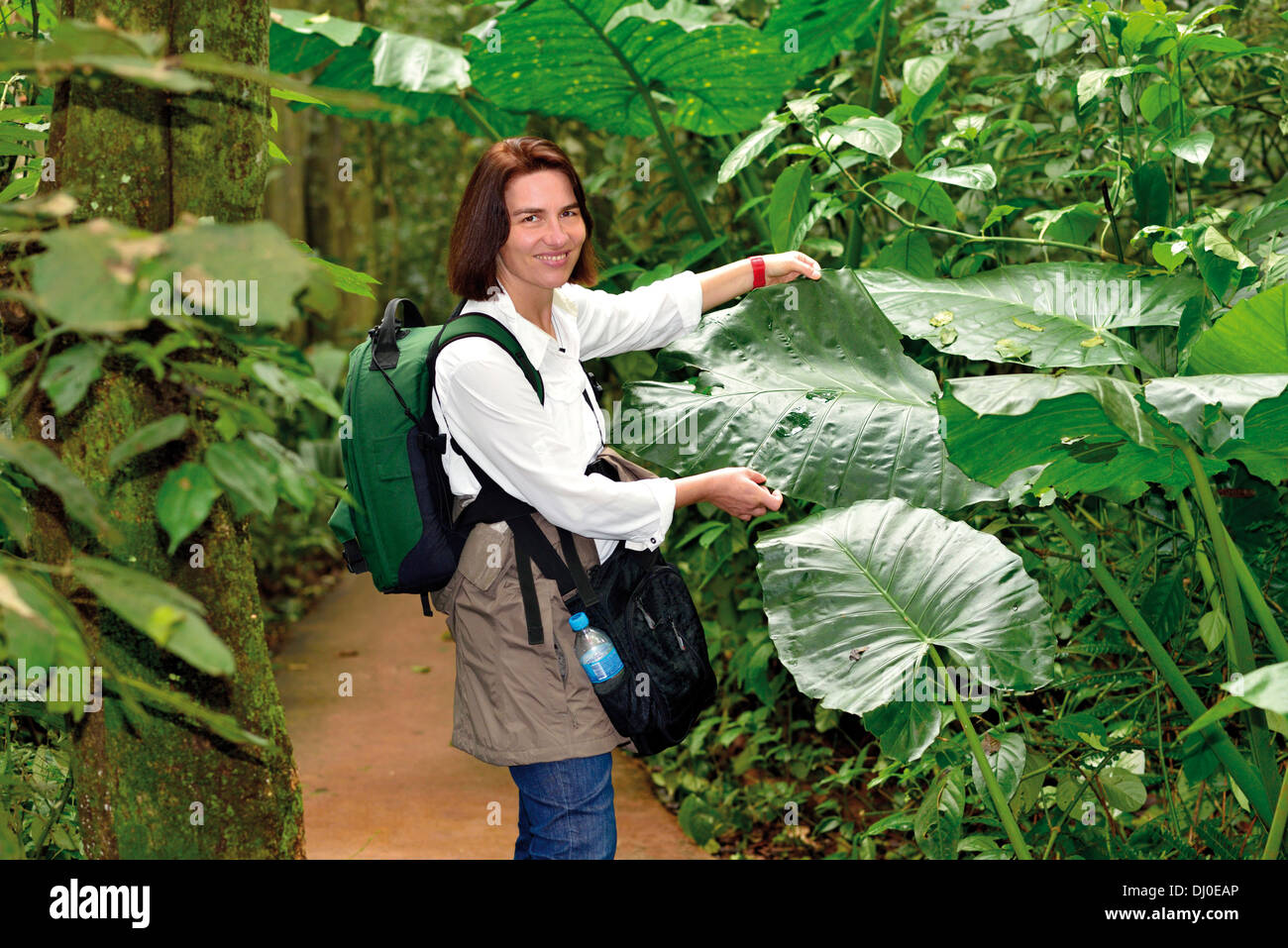 Le Brésil, le Parc National d'Iguaçu : Travel writer Silvia Baumann à côté de Xanthosoma plante, populairement appelé Elephant's ear Banque D'Images