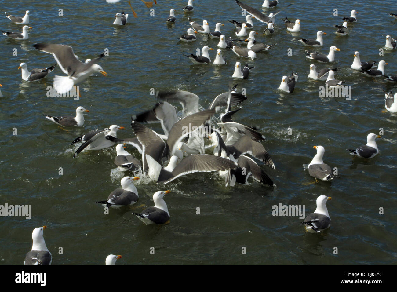 Les goélands argentés se battre pour la nourriture sur le lac de Reykjavik, Islande Banque D'Images