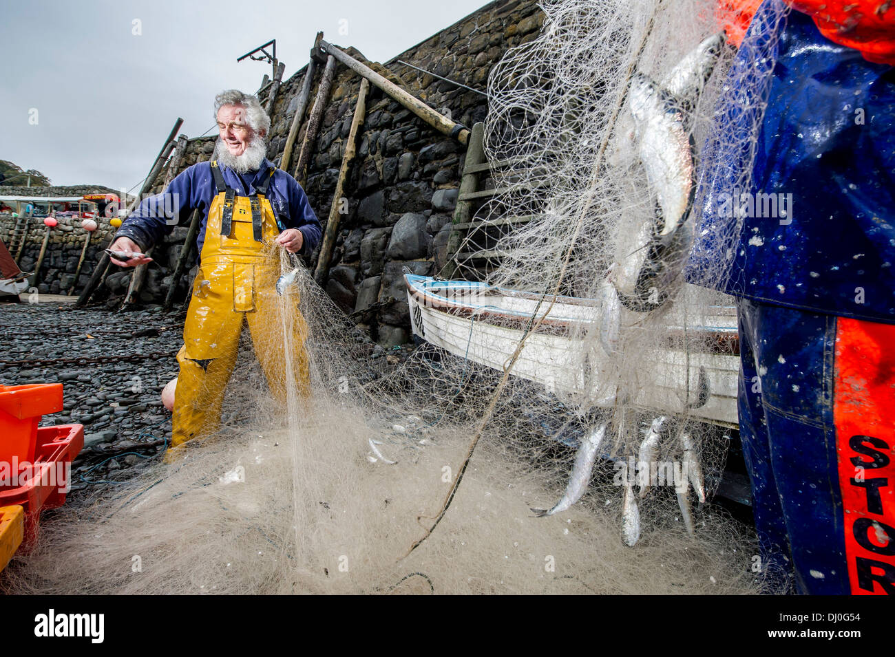 Pêcheur de hareng Chris Braund décharger ses filets de pêche au hareng à l'assemblée annuelle de Clovelly, Devon UK Festival Banque D'Images