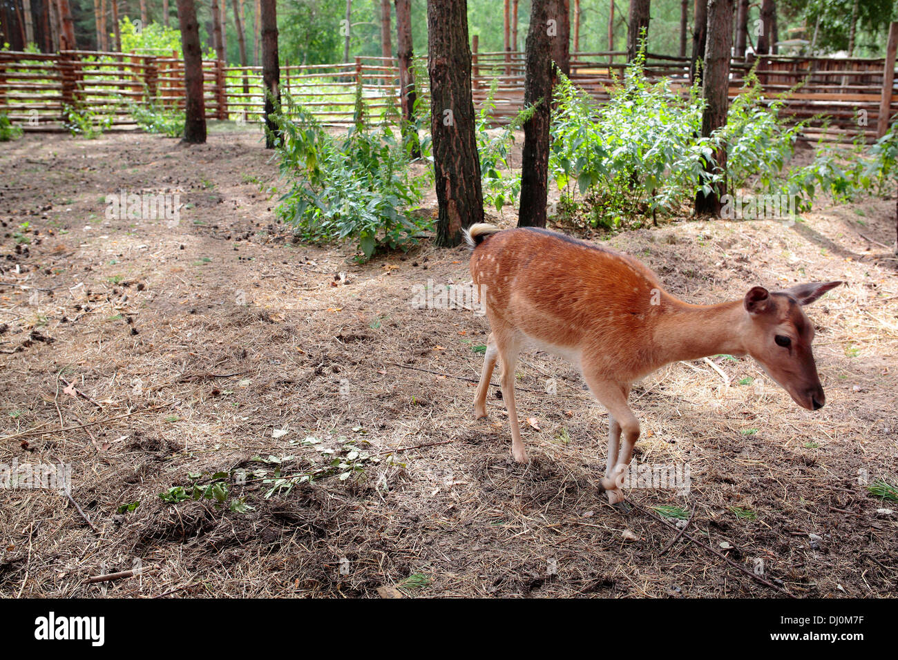 Spotted deer (Cervus nippon), Solotcha, Ryazan, Russie Banque D'Images