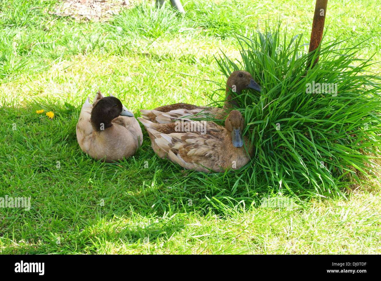 Campbell kaki et drake canard Banque D'Images