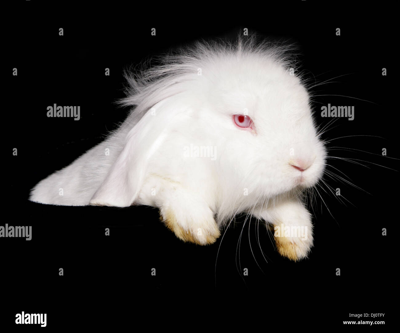 Lapin blanc adulte seul dans un studio Banque D'Images