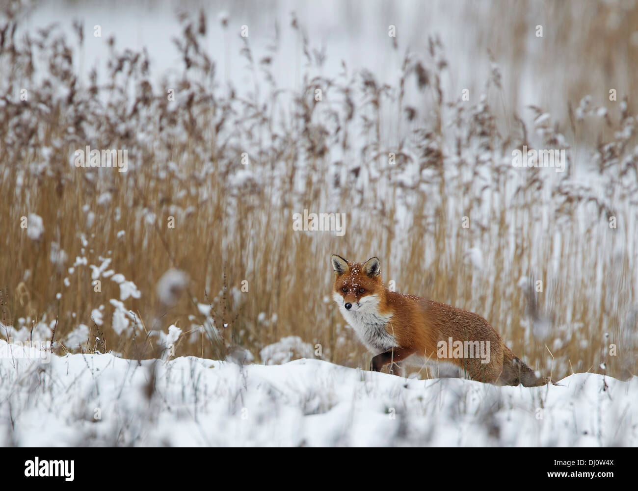 Red Fox marchant dans la chasse à la neige pour la nourriture dans un lit de roseaux, Brandon Marsh, Warwickshire, Angleterre, Royaume-Uni Banque D'Images