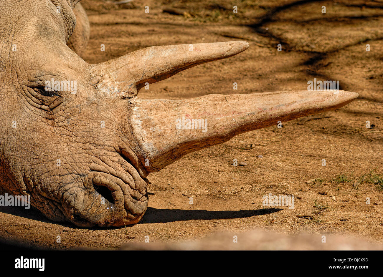 Le rhinocéros blanc (Ceratotherium simum) vivent sur les plaines herbeuses de l'Afrique Banque D'Images