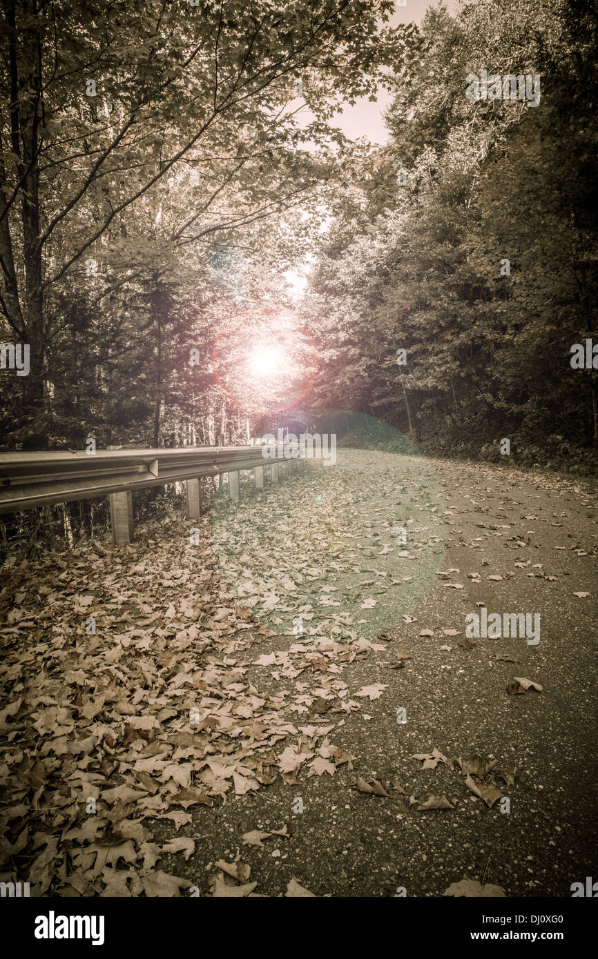 Sunflare à la fin d'une route vide de l'arrière-pays plein de feuilles tombées. Banque D'Images