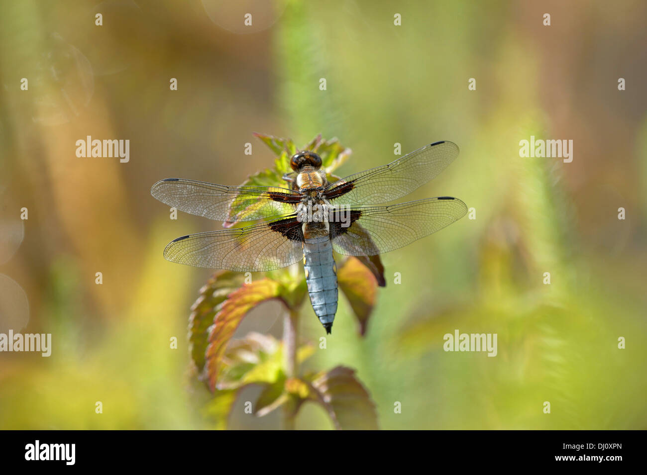 À corps large Chaser Dragonfly (Libellula depressa) mâle au repos sur l'eau de menthe, Oxfordshire, Angleterre, juillet Banque D'Images