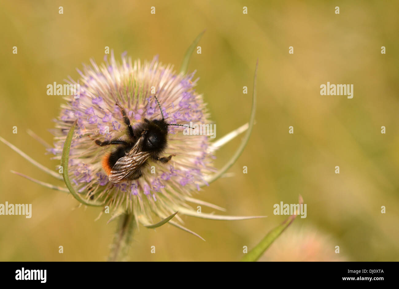 Red-tailed bourdon (Bombus lapidarius) se nourrissant de fleurs renoncule, Oxfordshire, Angleterre, Août Banque D'Images