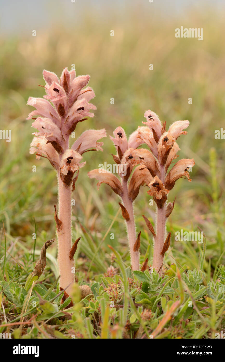 Le gaillet (Orobanche Orobanche caryophyllacea) trois fleurs cultiver ensemble, la baie de Sandwich, Kent, Angleterre, juin Banque D'Images