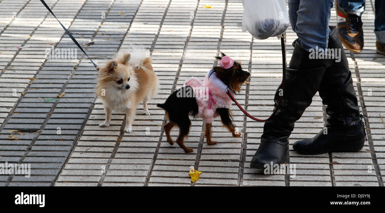 Un couple d'animaux habillés se rencontrent dans un marché aux puces le dimanche dans le village d'inca, Majorque, Espagne Banque D'Images