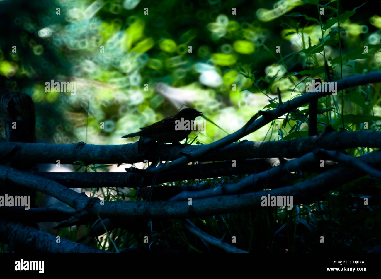 Un moineau se trouve en silhouette sur un petite clôture de branches d'arbre avec une fantaisie de tour de jeux de lumière dans un 500mm miroir. Banque D'Images
