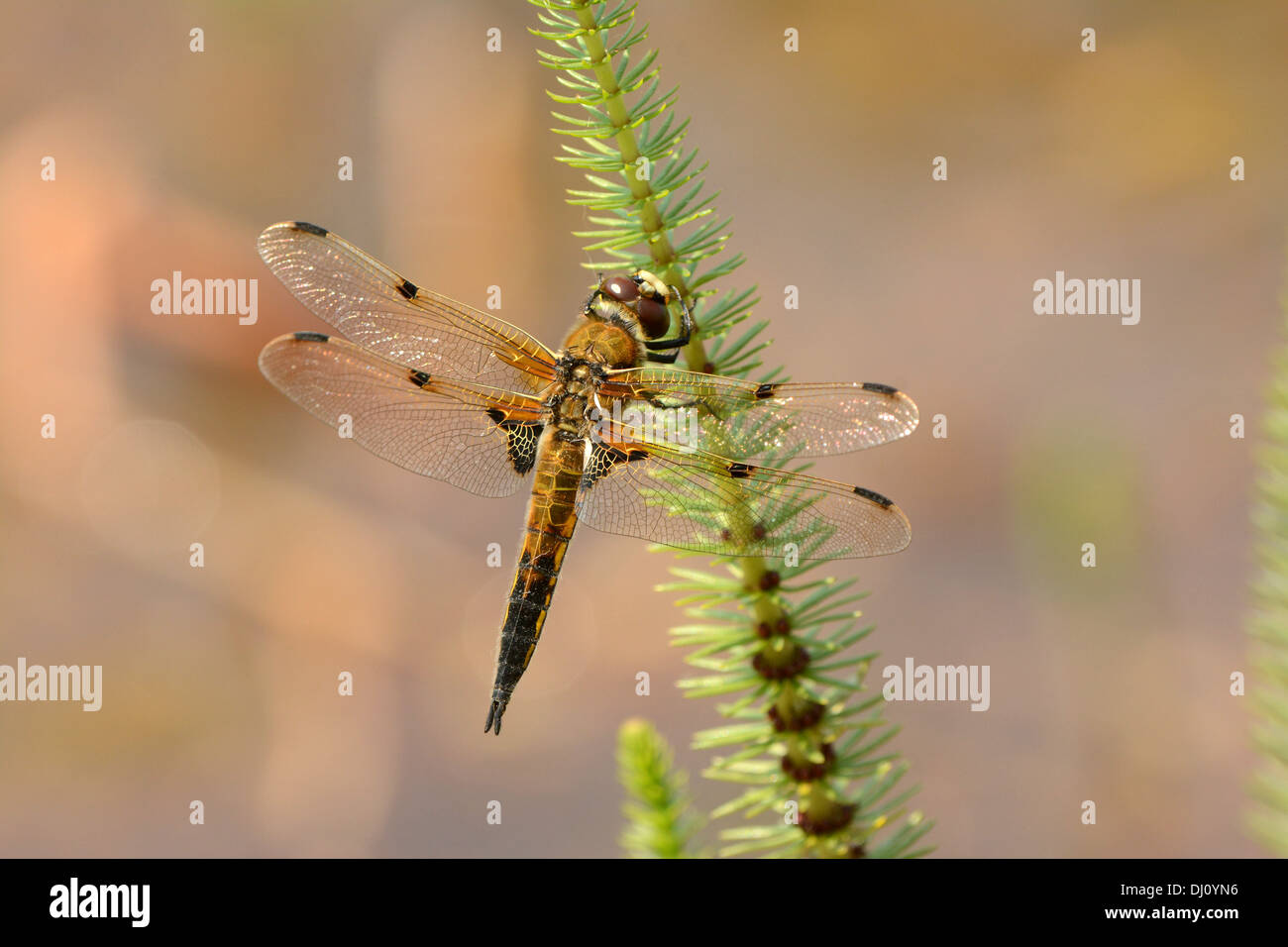 Four-spotted Chaser Dragonfly (Libellula quadrimaculata) adulte au repos, Oxfordshire, Angleterre, juillet Banque D'Images