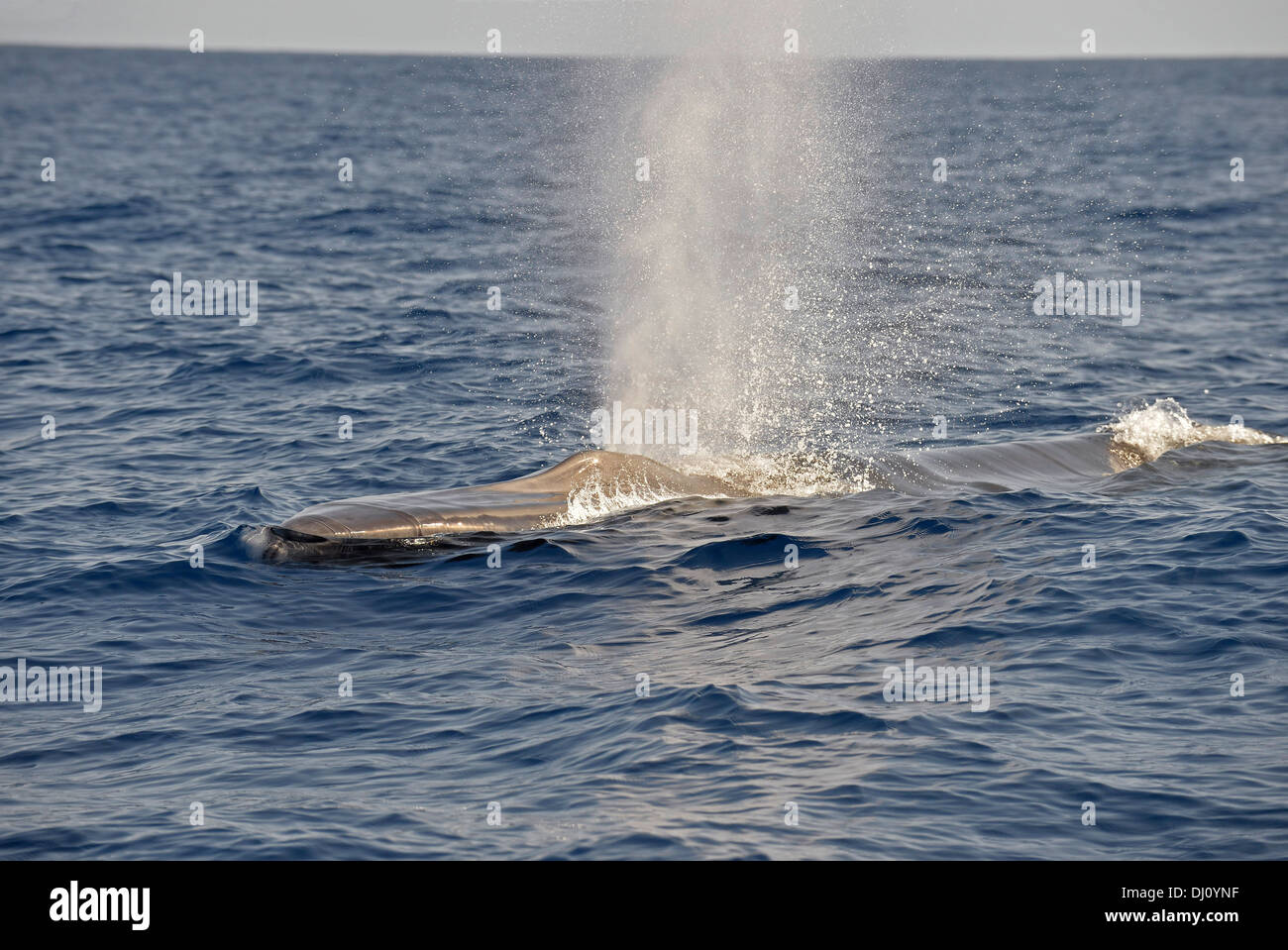 Rorqual commun (Balaenoptera physalus) souffle à la surface, les Açores, juin Banque D'Images