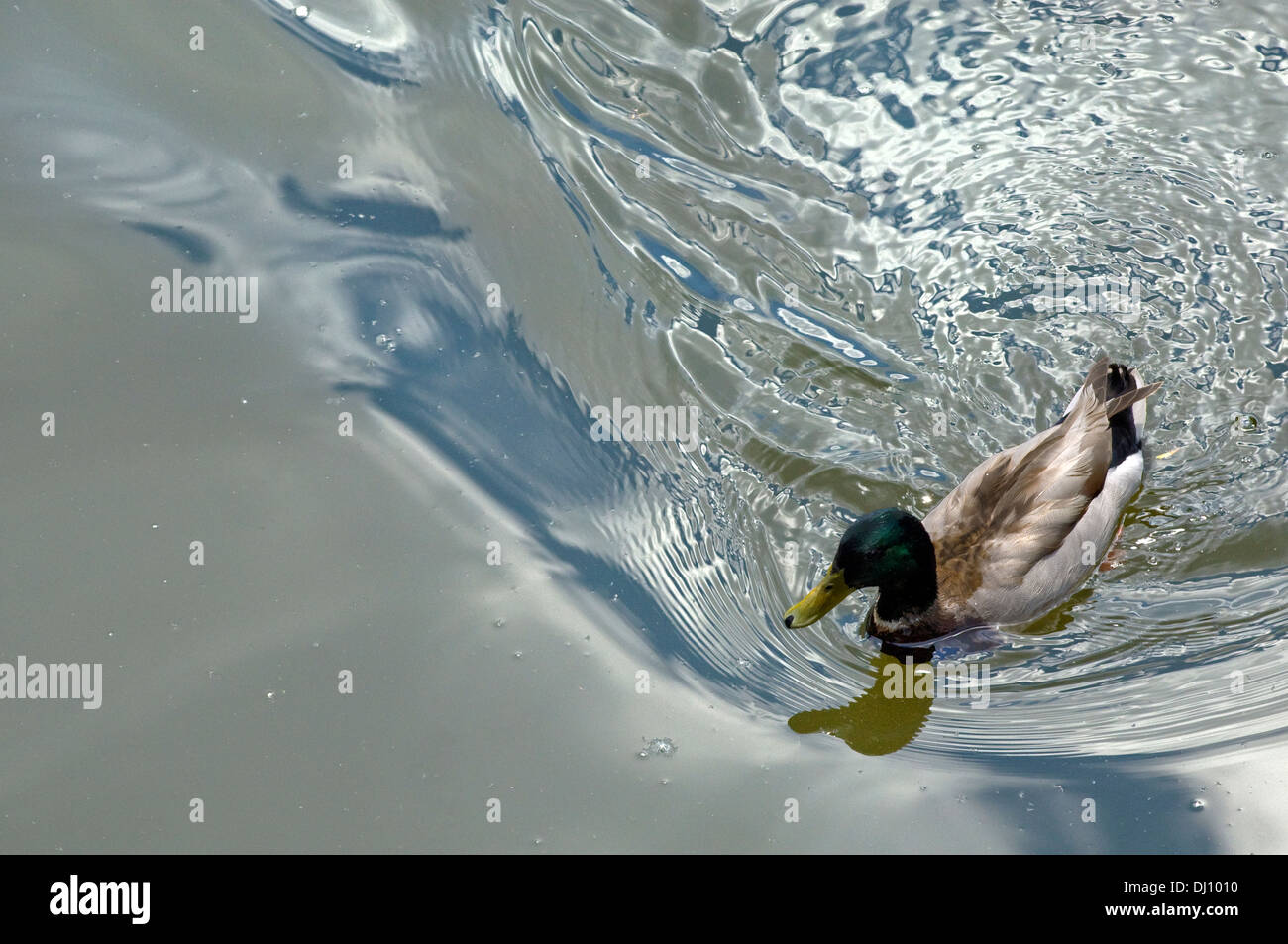 Natation canard dans la rivière Chicago. Banque D'Images
