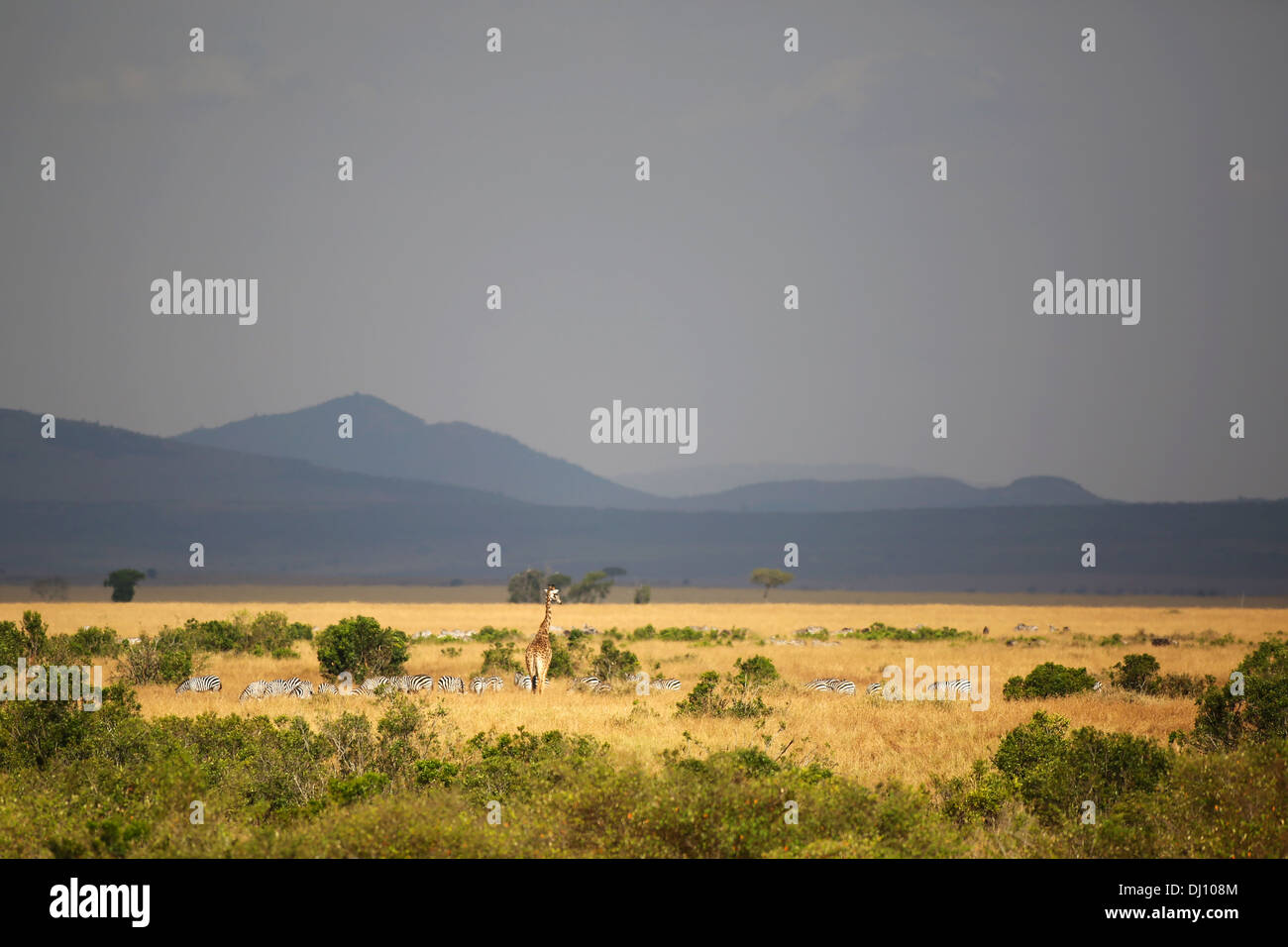 Les zèbres et une girafe au coucher du soleil dans les plaines du Masai Mara. Banque D'Images