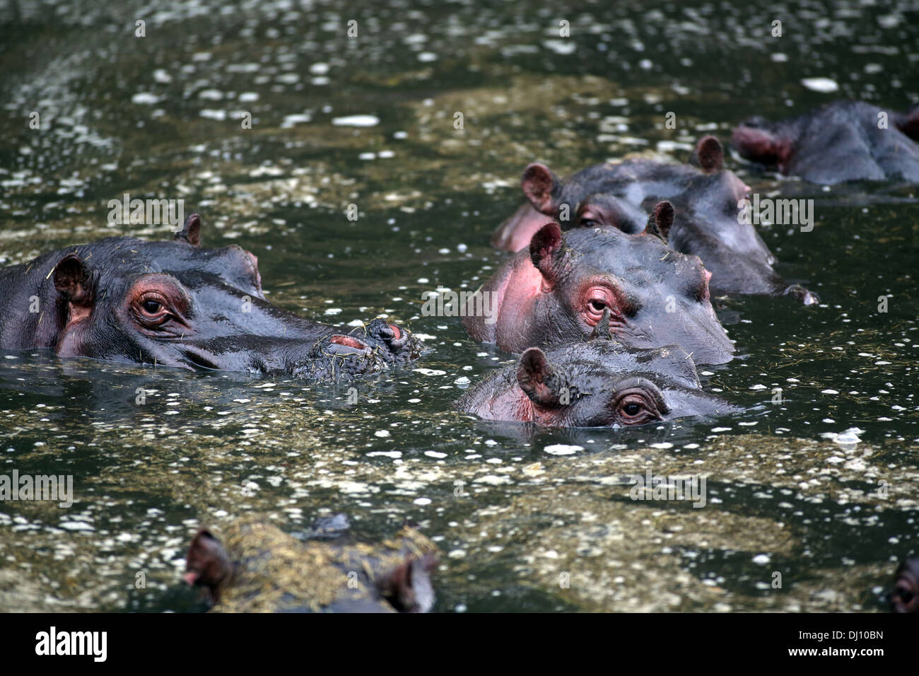 Un groupe d'hippopotames (Hippopotames) dans l'eau à la Masai Mara, Kenya Banque D'Images