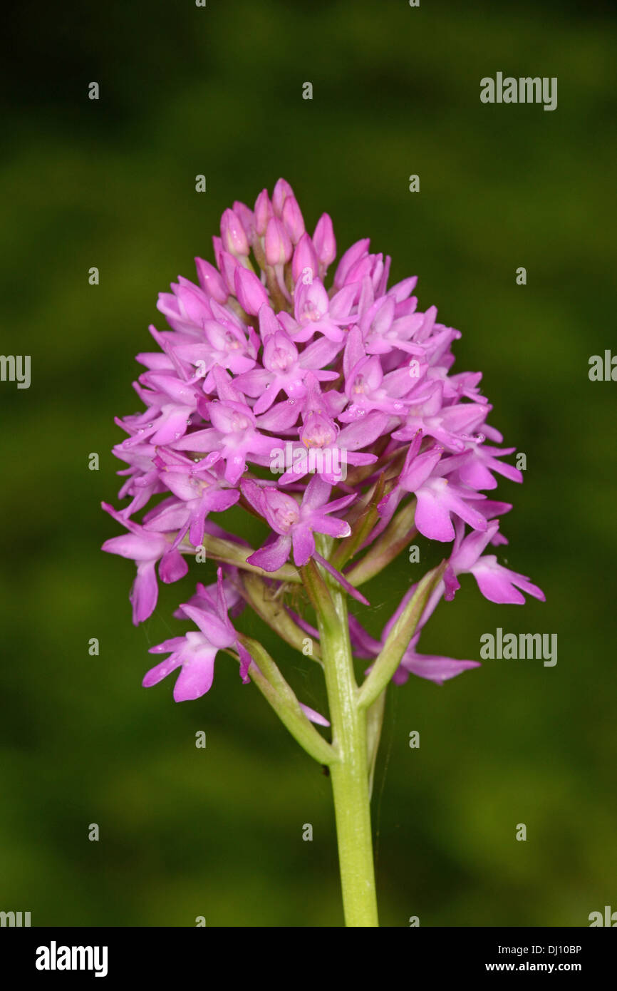 Anacamptis pyramidalis (Orchidée pyramidale) fleur, Oxfordshire, Angleterre, juillet Banque D'Images