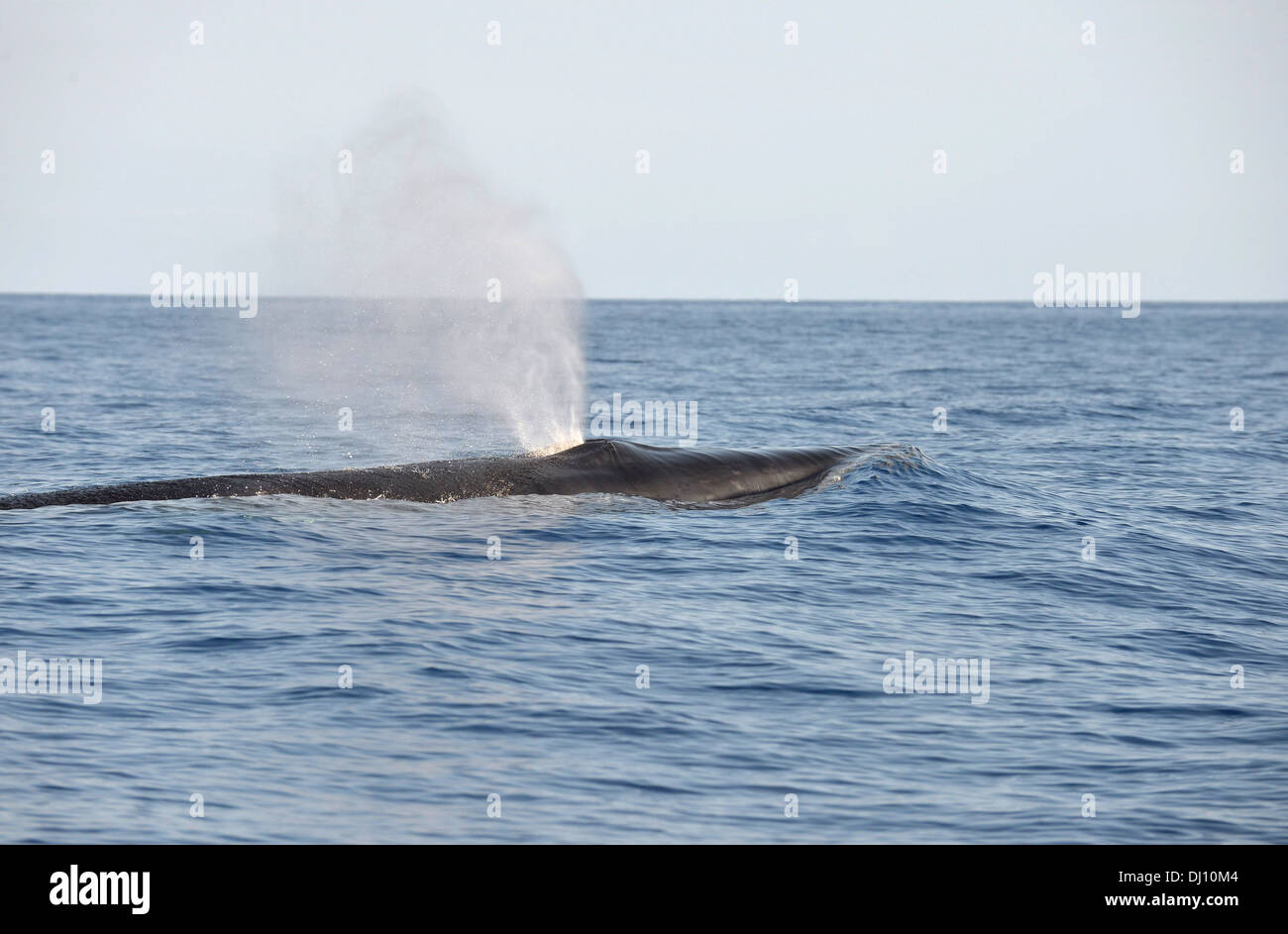 Le rorqual boréal (Balaenoptera borealis) souffle à la surface, les ...