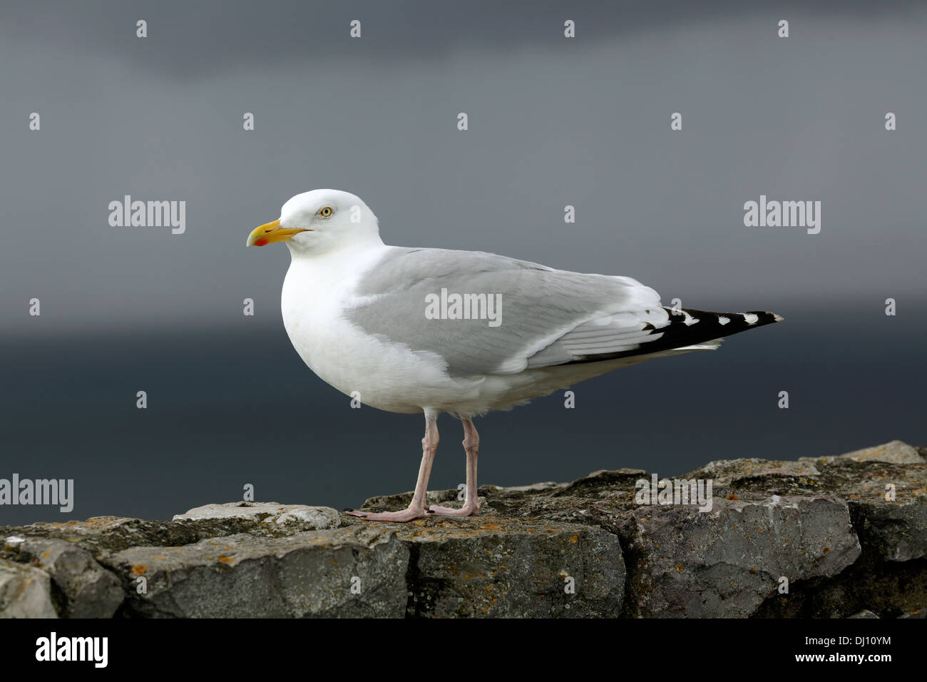 Seagull sur un mur de pierre, grand orme près de Llandudno, au Pays de Galles. Banque D'Images