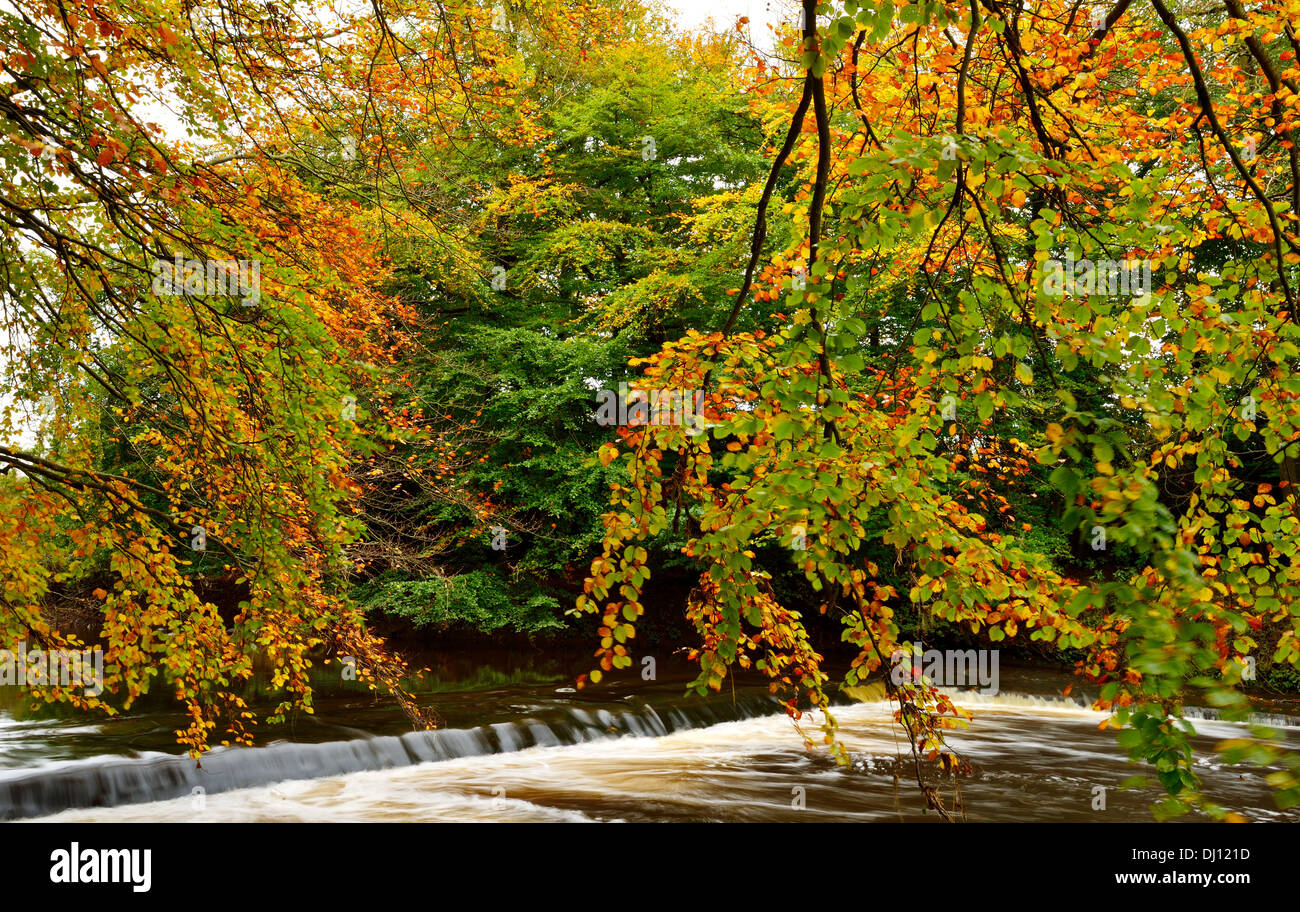 Panier blanc dans l'eau Pays Pollok Park à l'automne, Glasgow, Ecosse, Royaume-Uni. Banque D'Images