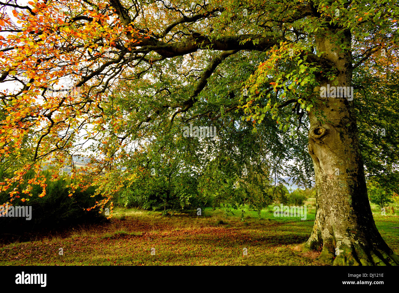 Les arbres d'automne à Balloch Country Park, Balloch, Ecosse, Royaume-Uni. Banque D'Images