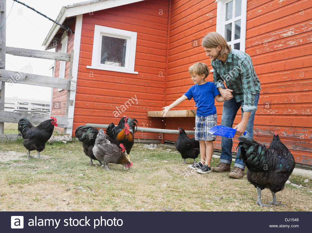Père et fils se nourrir les poulets dans farm Banque D'Images
