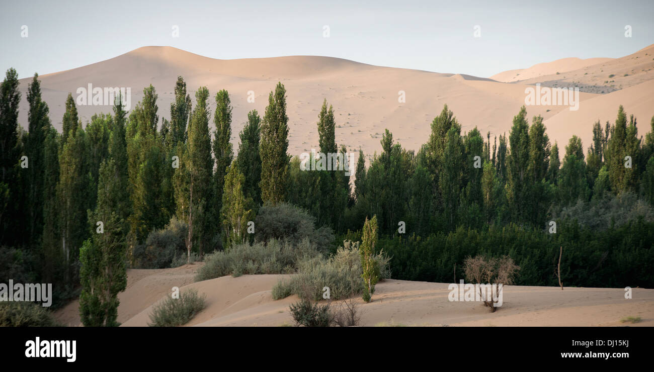Un paysage de pentes de sable avec des arbres en premier plan Banque D'Images