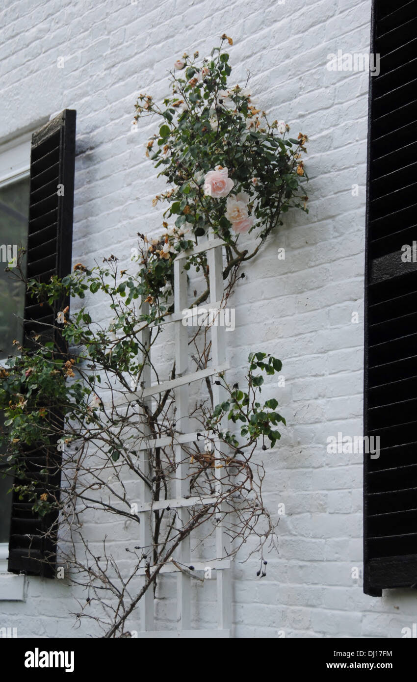 Roses grimpantes délicates fleurs - bienvenue fleurs de printemps sur une maison en brique blanche historique avec des volets noirs, Concord ma. Banque D'Images