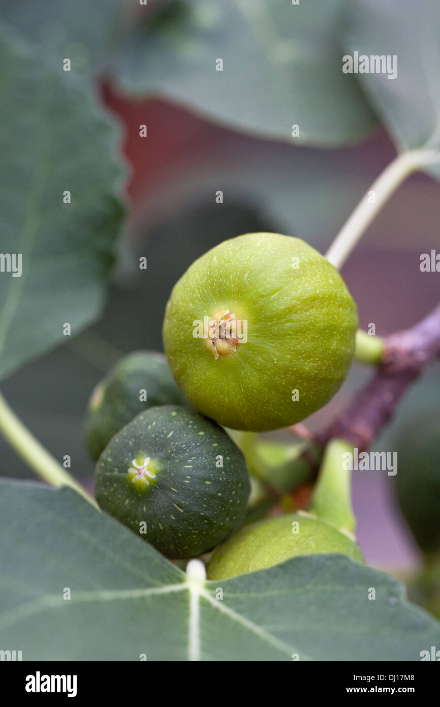 Ficus carica. Les fig de fruits dans un environnement protégé. Banque D'Images