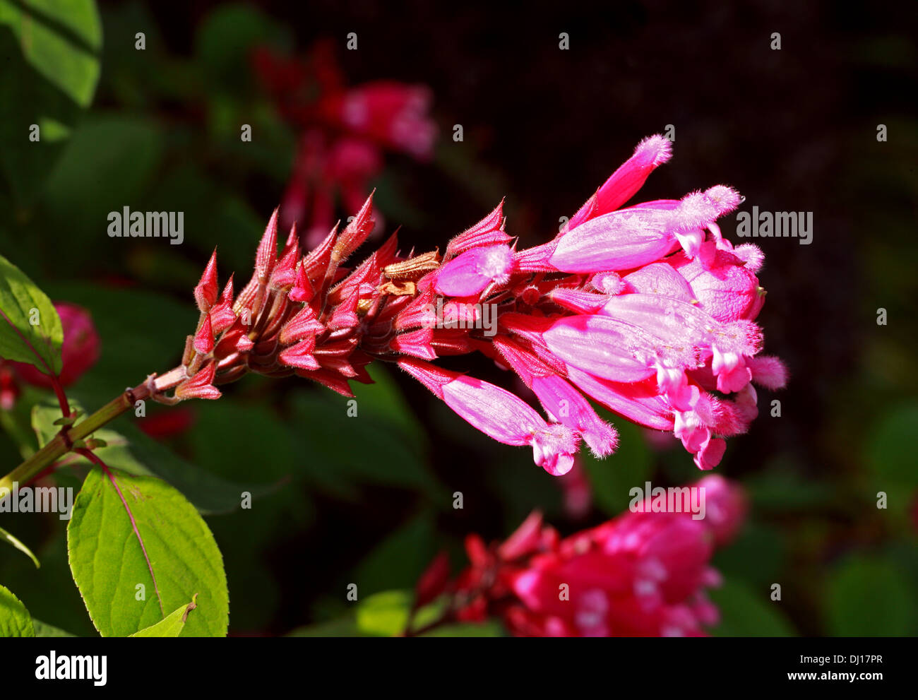 La feuille de Rose, sauge, Salvia Sauge Rosebud involucrata 'Bethallii', Lamiaceae Banque D'Images