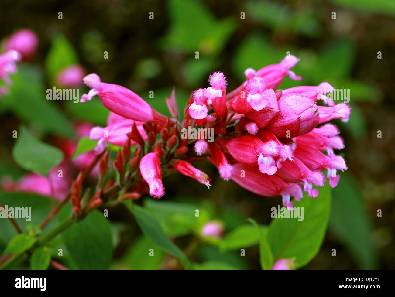 La feuille de Rose, sauge, Salvia Sauge Rosebud involucrata 'Bethallii', Lamiaceae Banque D'Images