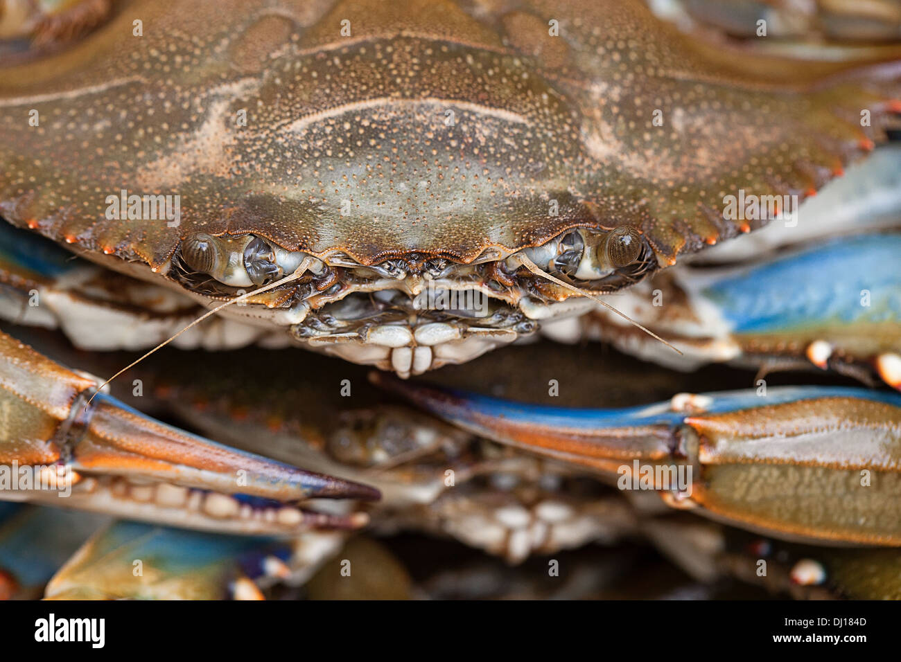 Griffe bleu panier à crabes Banque D'Images