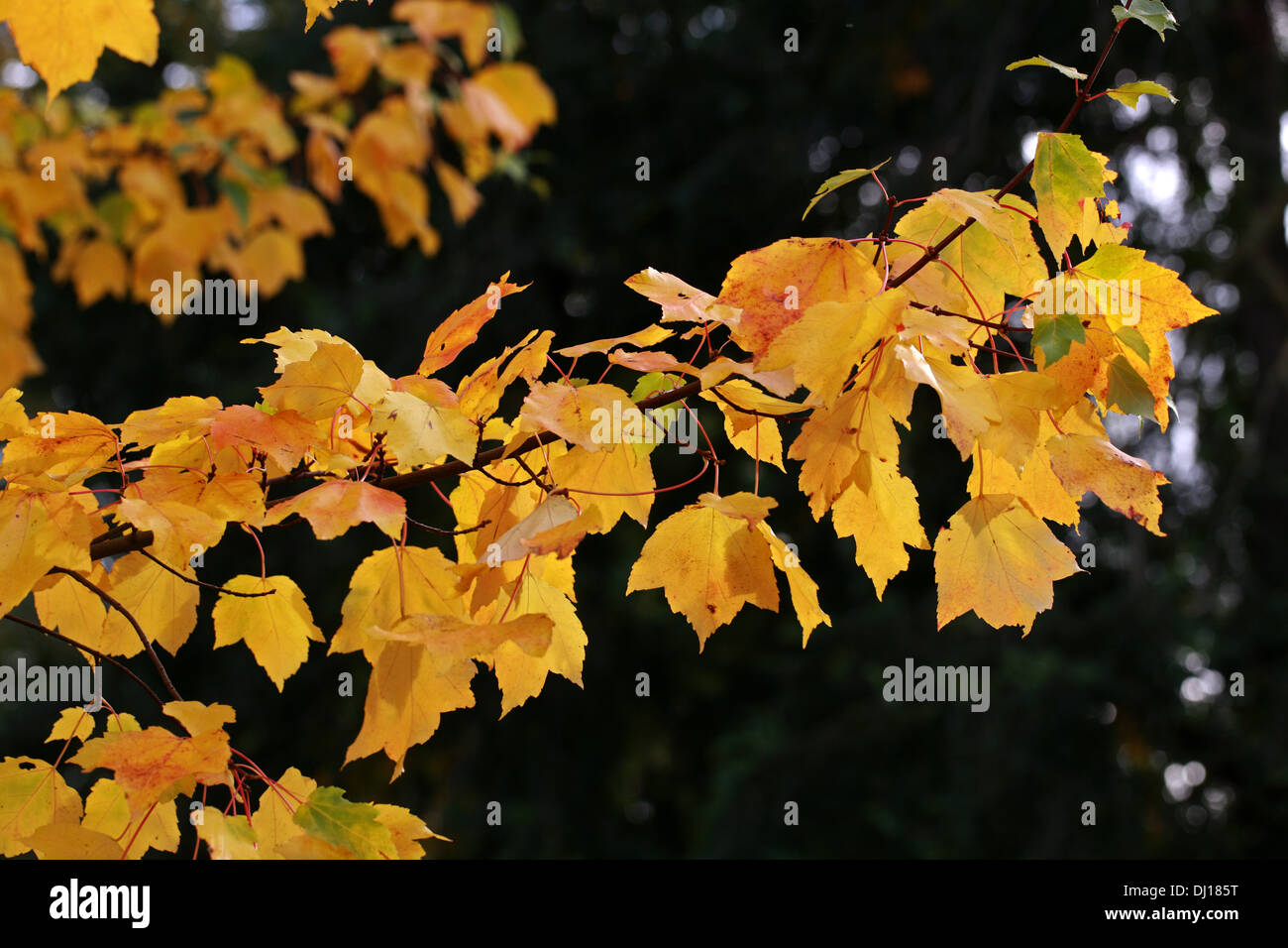 Scarlet Maple, Acer rubrum, Sapindaceae (Aceraceae). USA, Amérique du Nord. Banque D'Images