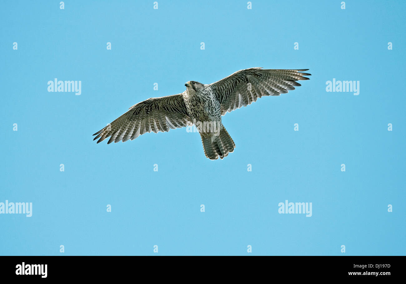 Gyr Falcon - Falco rusticolus Banque D'Images